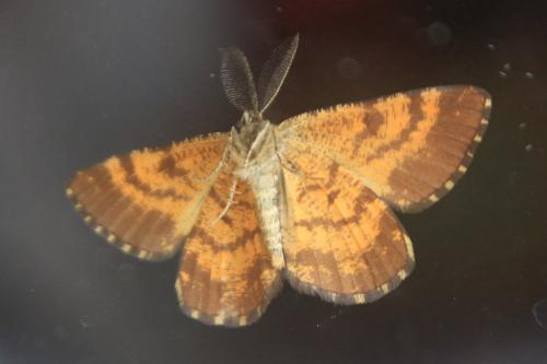 Réf. 189 014 : Ematurga atomaria